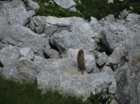 Klik za večjo sliko