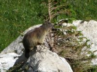 Klik za večjo sliko