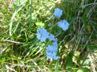 Klik za večjo sliko