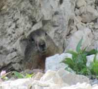 Klik za večjo sliko