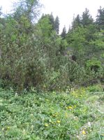 Klik za večjo sliko