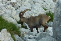 Klik za večjo sliko