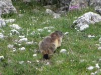 Klik za večjo sliko