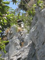 Klik za večjo sliko