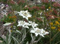 Klik za večjo sliko