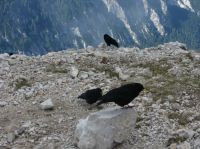 Klik za večjo sliko