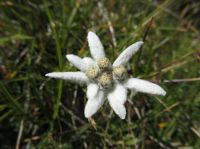 Klik za večjo sliko