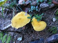 Klik za večjo sliko