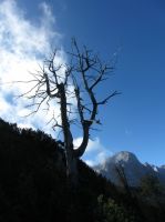 Klik za večjo sliko