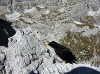 Klik za večjo sliko