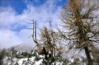 Klik za večjo sliko