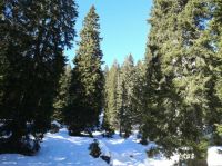 Klik za večjo sliko