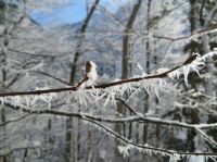 Klik za večjo sliko