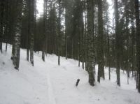 Klik za večjo sliko