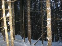 Klik za večjo sliko