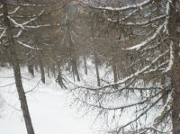 Klik za večjo sliko